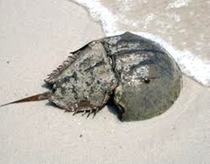 Limulus-Living-fossil-arthropod