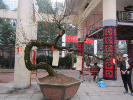 Đào đá thế “rồng bay” giá 700 triệu xuất hiện ở Hà Nội
