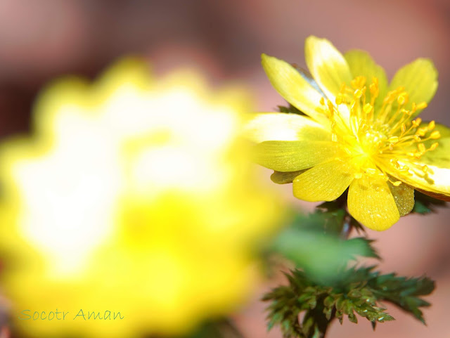 Adonis multiflola