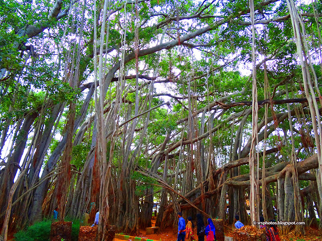 Under the Big Banyan Tree, Bangalore