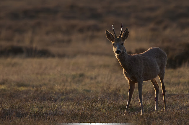 Ree - Roe Deer - Capreolus capreolus