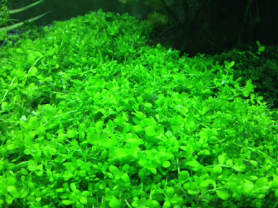 tanaman karpet aquascape tanpa co2 ,   tanaman karpet aquascape low light ,   cara menanam tanaman karpet aquascape ,   tanaman aquascape di sawah ,   tanaman aquascape di sekitar kita ,   kelemahan carpet seed ,   bibit tanaman karpet aquascape ,   tanaman akuarium yang mudah didapat