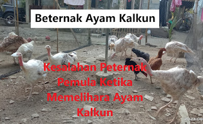 Kesalahan Peternak Pemula Ketika Memelihara Ayam Kalkun