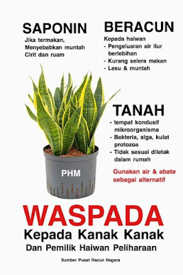 Saponin Dalam Sensevieria | Pusat Racun Negara