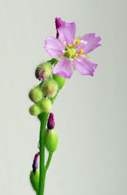 Flower of Drosera filiformis, a long-leaved sundew. 14 April 2011.