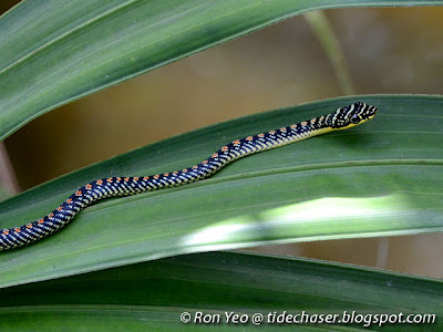 Paradise Tree Snake (Chrysopelea paradisi)