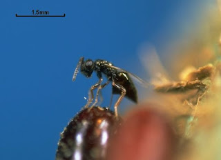 A female preparing to pierce a dark brown pupa. In the upper left hand corner with a line marked 1.5 cm that has a line under it. This is to show scale.