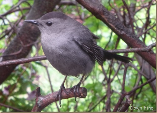 catbird_003