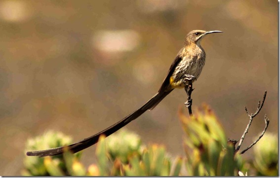 small Long tailed bird