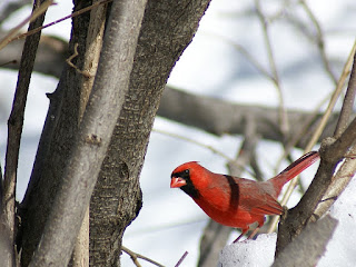 Cardinal rouge - Cardinalis cardinalis