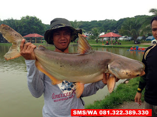 Essen Sereh Untuk Ikan Patin Harian