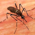 O RANKING DA DENGUE ENTRE OS MUNICÍPIOS DO PARÁ EM 2016