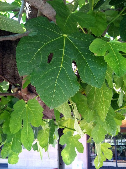 Resultado de imagen de figuera arbol