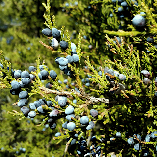 Juniperus virginiana L. photo