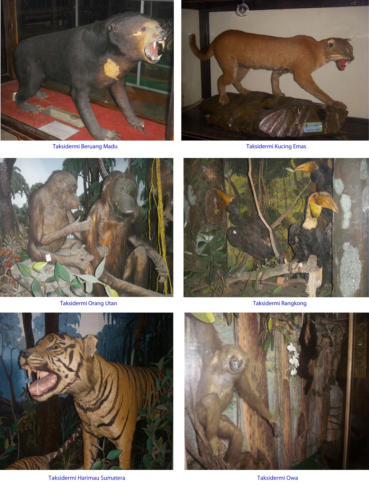 Museum Biologi Yogyakarta Koleksi