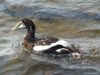 Eider à duvet - Somateria mollissima