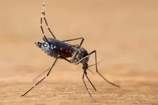 Dengue em SP: capital decreta estado de emergência para a doença