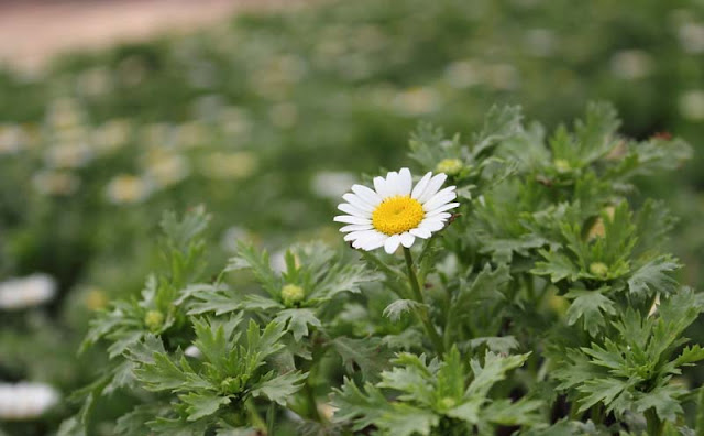 Creeping Daisy Flowers Pictures