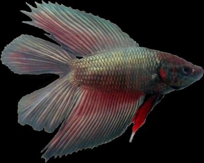 Betta Splendens  Doubletail