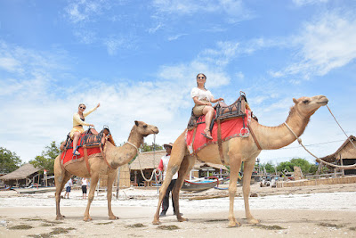 Bali Camel Tourism