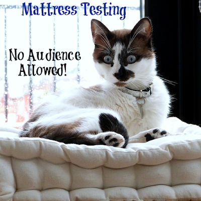 cat on a mattress