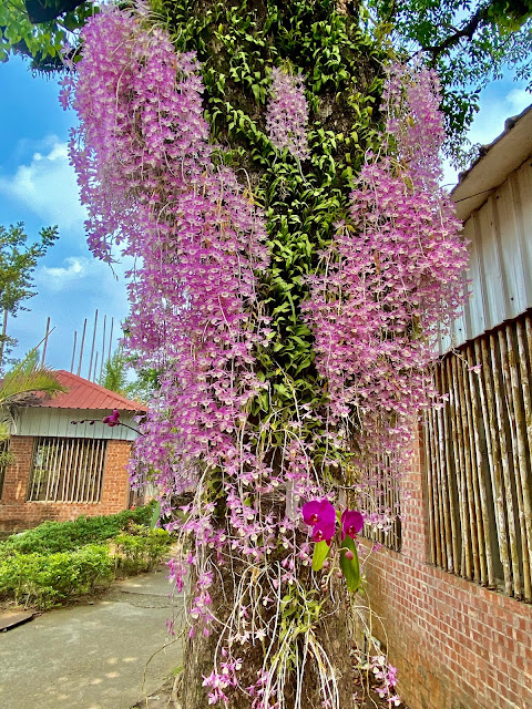 天宮石斛​花瀑