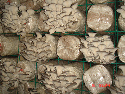 Oyster mushroom log