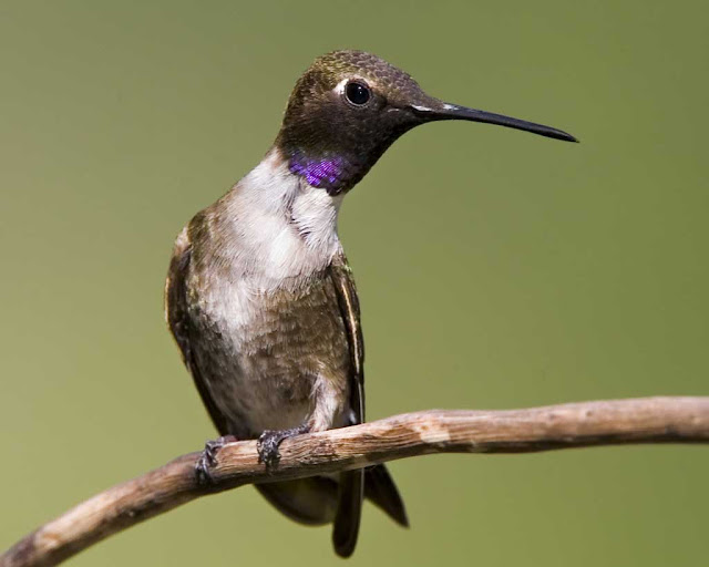 Hummingbirds Pictures