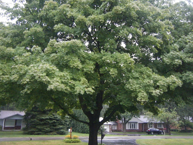 Healthy Norway Maple Tree