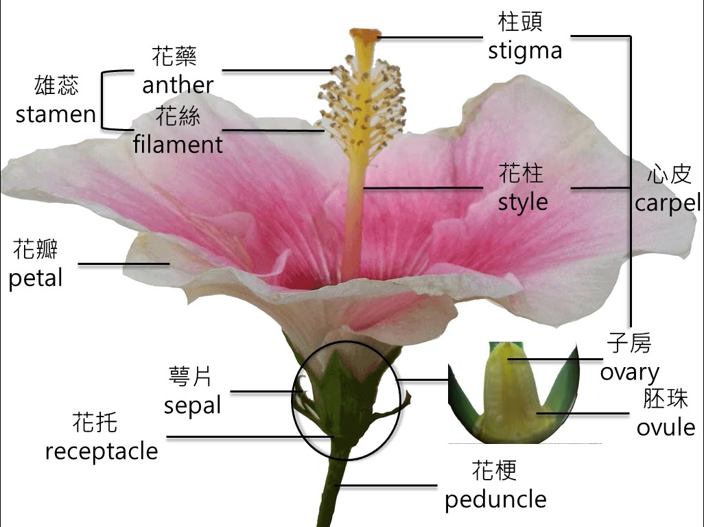 花的解剖