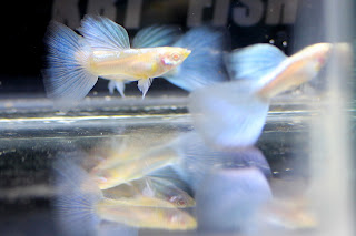 Jual Blue Sky Guppy,  Harga Blue Sky Guppy,  Toko Blue Sky Guppy,  Diskon Blue Sky Guppy,  Beli Blue Sky Guppy,  Review Blue Sky Guppy,  Promo Blue Sky Guppy,  Spesifikasi Blue Sky Guppy,  Blue Sky Guppy Murah,  Blue Sky Guppy Asli,  Blue Sky Guppy Original,  Blue Sky Guppy Jakarta,  Jenis Blue Sky Guppy,  Budidaya Blue Sky Guppy,  Peternak Blue Sky Guppy,  Cara Merawat Blue Sky Guppy,  Tips Merawat Blue Sky Guppy,  Bagaimana cara merawat Blue Sky Guppy,  Bagaimana mengobati Blue Sky Guppy,  Ciri-Ciri Hamil Blue Sky Guppy,  Kandang Blue Sky Guppy,  Ternak Blue Sky Guppy,  Makanan Blue Sky Guppy,  guppy breeding Blue Sky Guppy,  guppies for sale Blue Sky Guppy,  guppy care Blue Sky Guppy,  breeding guppiesBlue Sky Guppy,  male guppiesBlue Sky Guppy,  female guppiesBlue Sky Guppy,  guppy aquariumBlue Sky Guppy,  baby guppiesBlue Sky Guppy,  poecilia reticulataBlue Sky Guppy,  guppy tankBlue Sky Guppy,  guppy fryBlue Sky Guppy,  guppy giving birthBlue Sky Guppy,  how long do guppies liveBlue Sky Guppy,  guppysBlue Sky Guppy,  guppy guppyBlue Sky Guppy,  guppy foodBlue Sky Guppy,  guppy breeding tankBlue Sky Guppy,  fantail guppyBlue Sky Guppy,  guppy breedsBlue Sky Guppy,  guppy sBlue Sky Guppy,  wild guppiesBlue Sky Guppy,  guppy babiesBlue Sky Guppy,  guppy varietiesBlue Sky Guppy,  freshwater guppies Blue Sky Guppy,  guppy female Blue Sky Guppy,  tropical guppies Blue Sky Guppy,  female guppies for saleBlue Sky Guppy,  guppy priceBlue Sky Guppy,  raising guppiesBlue Sky Guppy,  guppies for sale onlineBlue Sky Guppy,  guppy infoBlue Sky Guppy,  buy guppies onlineBlue Sky Guppy,  guppy saleBlue Sky Guppy,  buy guppiesBlue Sky Guppy,  guppy diseasesBlue Sky Guppy,  guppies onlineBlue Sky Guppy,  caring for guppiesBlue Sky Guppy,  best food for guppiesBlue Sky Guppy,  food for guppiesBlue Sky Guppy,  blue guppyBlue Sky Guppy,  guppy breeding setupBlue Sky Guppy,  guppy birthBlue Sky Guppy,  guppy speciesBlue Sky Guppy,  gestation period for guppiesBlue Sky Guppy,  guppys onlineBlue Sky Guppy,  guppy care sheetBlue Sky Guppy,  guppy blue  Jakarta,  keeping guppies  Bandung,  guppies for sale cheap  Medan,  the guppy  Bali,  guppy breeding cycle  Makassar,  show guppies  Jambi,  thai guppy  Pekanbaru,  male and female guppies  Palembang,  what to feed baby guppies  Sumatera,  yellow guppy  Langsa,  guppy names  Lhokseumawe,  guppy gestation period  Meulaboh,  feeding guppies  Sabang,  guppy genetics  Subulussalam,  guppy show  Denpasar,  turquoise guppy  Pangkalpinang,  guppy fry care  Cilegon,  guppy games  Serang,  guppy gestation  Tangerang Selatan,  guppy colors  Tangerang,  guppy tank setup  Bengkulu,  trinidadian guppies  Gorontalo,  guppies having babies  Kota Administrasi Jakarta Barat,  guppy strains  Kota Administrasi Jakarta Pusat,  what do guppies eat  Kota Administrasi Jakarta Selatan,  what to feed guppies  Kota Administrasi Jakarta Timur,  guppy life span  Kota Administrasi Jakarta Utara,  how to care for guppies  Sungai Penuh,  guppy male and female  Jambi,  what is a guppy  Bandung,  guppy natural habitat  Bekasi,  german guppy  Bogor,  guppy poecilia reticulata  Cimahi,  guppy images  Cirebon,  images of guppies  Depok,  fishguppy  Sukabumi,  guppy facts  Tasikmalaya,  how many babies do guppies have  Banjar,  how big do guppies get  Magelang,  how to take care of guppies  Pekalongan,  fan tailed guppies  Purwokerto,  guppy pregnant  Salatiga,  guppy life cycle  Semarang,  temperature for guppies  Surakarta,  what are guppies  Tegal,  guppies restaurant  Batu,  guppy definition  Blitar,  guppy meaning  Kediri,  guppy size  Madiun,  define guppy  Malang,  guppy wiki  Mojokerto,  how do guppies give birth  Pasuruan,  baby guppys  Probolinggo,  guppies bar  Surabaya,  how many fry do guppies have  Pontianak,  guppy behavior  Singkawang,  how many babies does a guppy have  Banjarbaru,  where do guppies come from  Banjarmasin,  how do guppies reproduce  Palangkaraya,  what does guppy mean  Balikpapan,  what is guppy  Bontang,  types of guppy  Samarinda,  guppy guppies  Tarakan,  guppy house hours  Batam,  guppys on the go  Tanjungpinang,  guppys restaurant  Bandar Lampung,  guppies definition  Kotabumi,  do guppies eat their babies  Liwa,  gestation guppy  Metro,  bubble guppies  Ternate,  guppy  Tidore Kepulauan,  Blue Sky Guppy  Ambon,  Blue Sky Guppy  Tual,  Blue Sky Guppy  Bima,  Blue Sky Guppy  Mataram,  Blue Sky Guppy  Kupang,  Blue Sky Guppy  Sorong,  Blue Sky Guppy  Jayapura,  Blue Sky Guppy  Dumai,  Blue Sky Guppy  Pekanbaru,  Blue Sky Guppy  Makassar,  Blue Sky Guppy  Palopo,  Blue Sky Guppy  Parepare,  Blue Sky Guppy  Palu,  Blue Sky Guppy  Bau-Bau,  Blue Sky Guppy  Kendari,  Blue Sky Guppy  Bitung,  Blue Sky Guppy  Kotamobagu,  Blue Sky Guppy  Manado,  Blue Sky Guppy  Tomohon,  Blue Sky Guppy  Bukittinggi,  Blue Sky Guppy  Padang,  Blue Sky Guppy  Padangpanjang,  Blue Sky Guppy  Pariaman,  Blue Sky Guppy  Payakumbuh,  Blue Sky Guppy  Sawahlunto,  Blue Sky Guppy  Solok,  Blue Sky Guppy  Lubuklinggau,  Blue Sky Guppy  Pagaralam,  Blue Sky Guppy  Palembang,  Blue Sky Guppy  Prabumulih,  Blue Sky Guppy  Binjai,  Blue Sky Guppy  Medan,  Blue Sky Guppy  Padang Sidempuan,  Blue Sky Guppy  Pematangsiantar,  Blue Sky Guppy  Sibolga,  Blue Sky Guppy  Tanjungbalai,  Blue Sky Guppy  Tebingtinggi,  Blue Sky Guppy  Yogyakarta, 