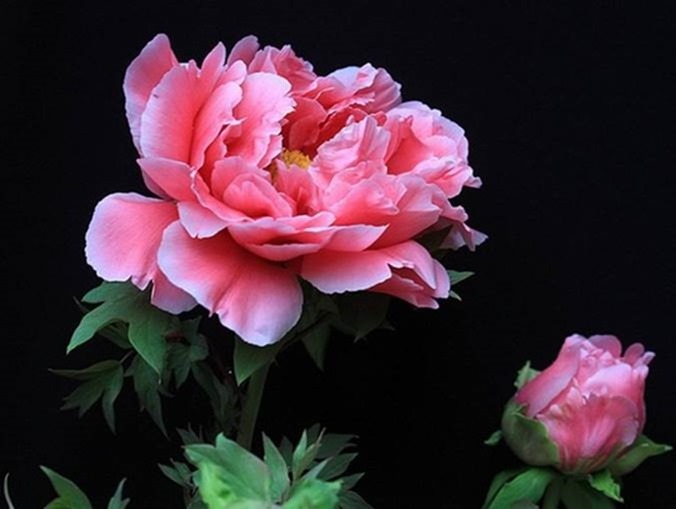 clip_image006[1]