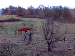 wild horses in Bosnia and Herzegovina