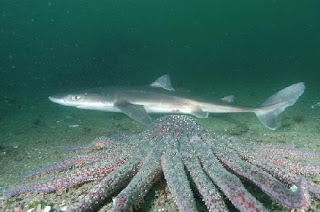 Black Dogfish