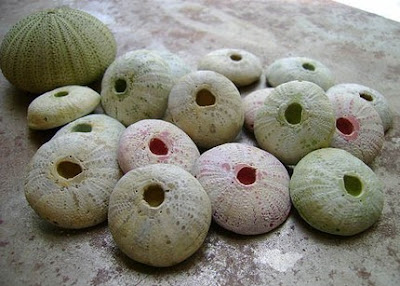 polymer clay sea urchin beads