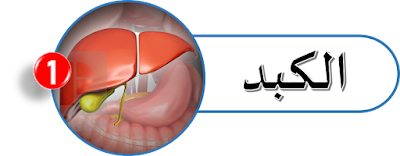 ألغاز تيوب