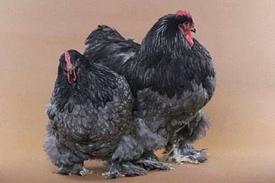 real or fake hen