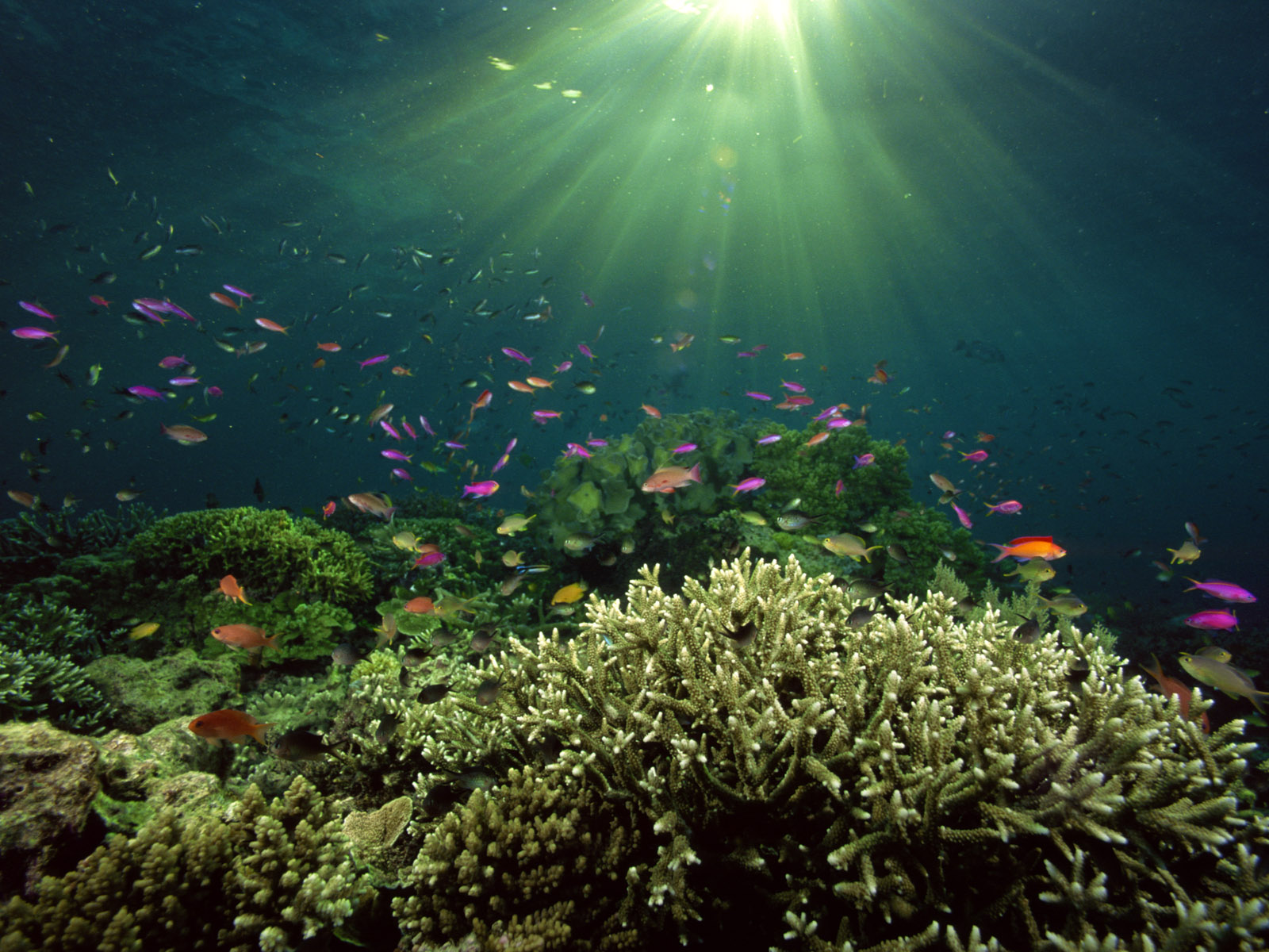 Underwater Sea Fishes Hd Wallpapers Npicx We Share Afalchi Free images wallpape [afalchi.blogspot.com]