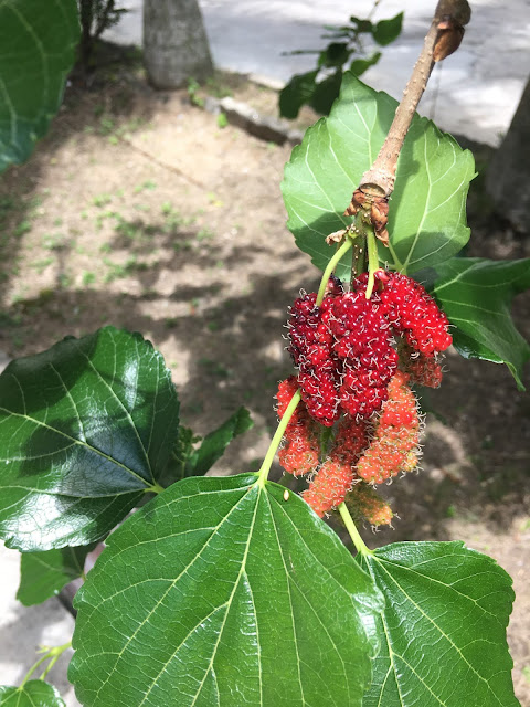 mulberry fruit on a mulberry tree