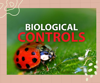 Integrated Disease Management (IDM)