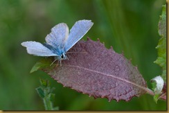 Common Blue