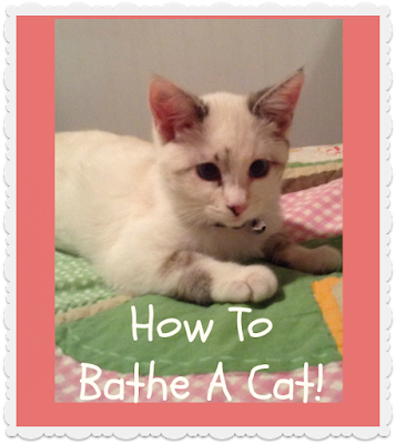 How to give a cat a bath, video tutorial