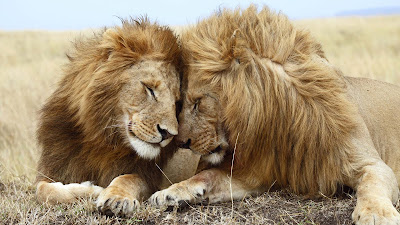 Romantic-images-for-real-cute-Lion-Couples
