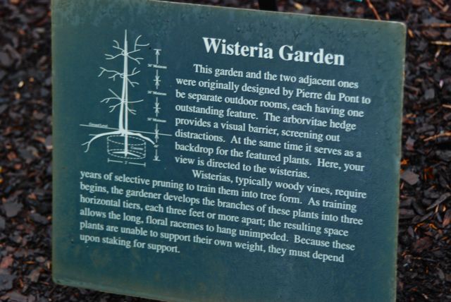 The placard explanation posted in the Wisteria Garden. The arborvitae hedge does indeed provide a visual barrier to feature the wisteria.