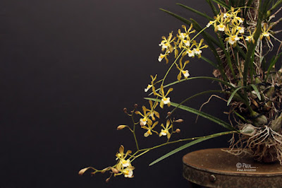 Encyclia papillosa - Butterfly Encyclia care