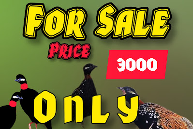 Black Partridge For Sale