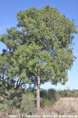 Lapacho negro (Handroanthus heptaphyllus)