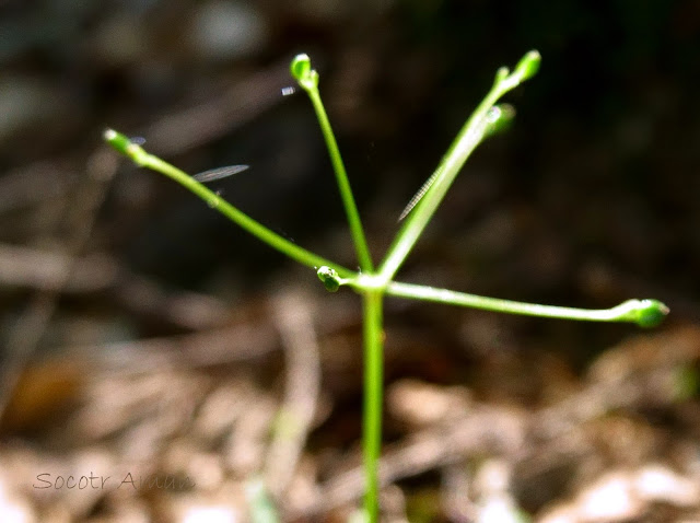 Pternopetalum tanakae