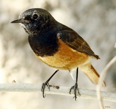 Black Redstart