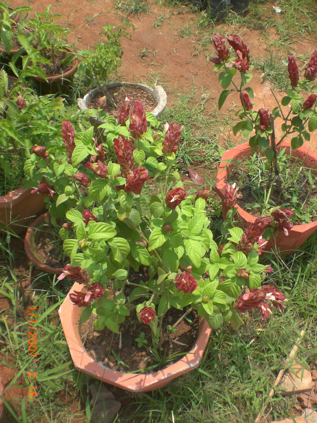 Variety of Plants.: Beloperone  Buy Plants in Chennai  India